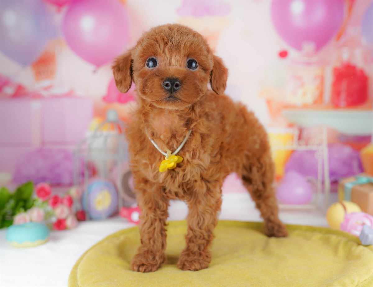 トイ・プードル | 男の子 | レッド | 2026年2月23日（ID:dog-10007624）