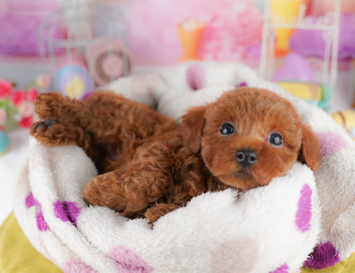 トイ・プードル | 男の子 | レッド | 2026年2月23日（ID:dog-10007624）