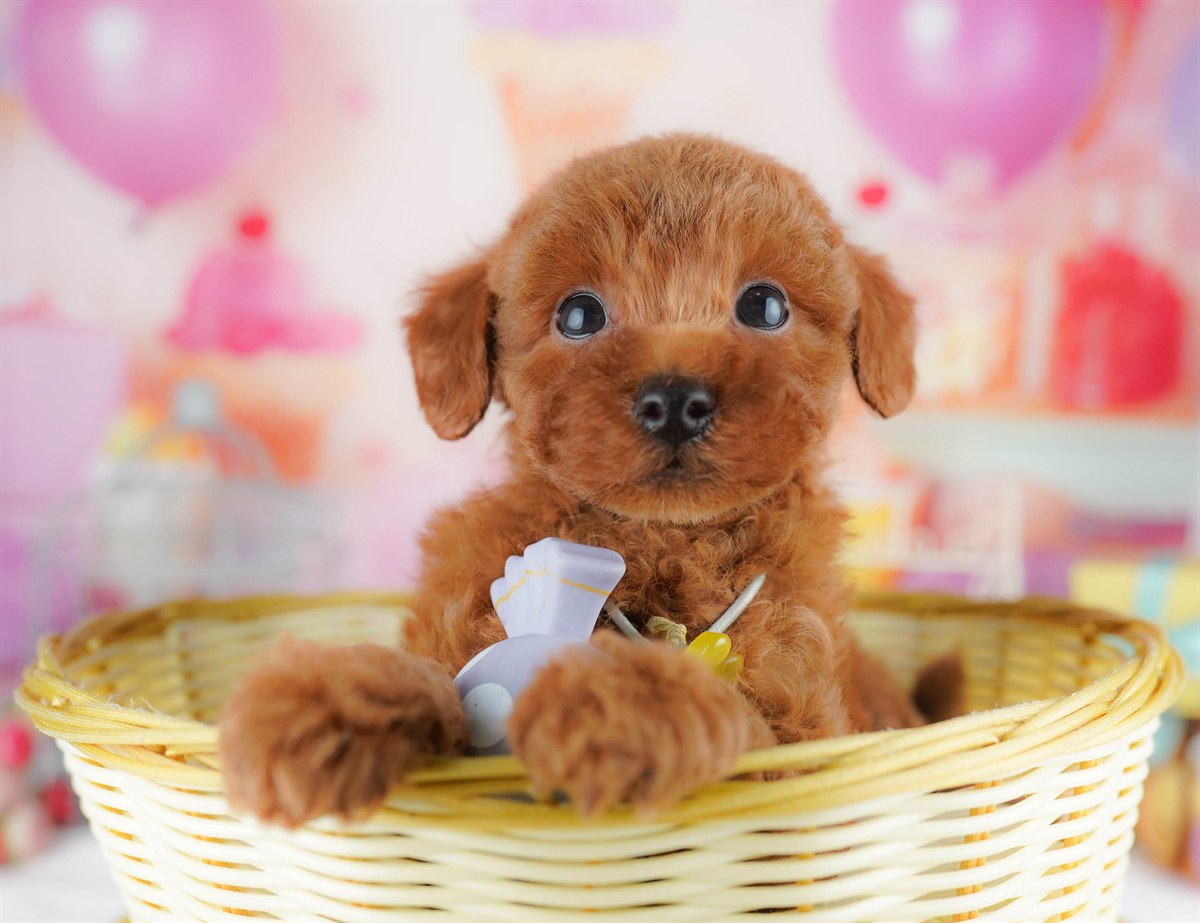 トイ・プードル | 男の子 | レッド | 2026年2月23日（ID:dog-10007624）