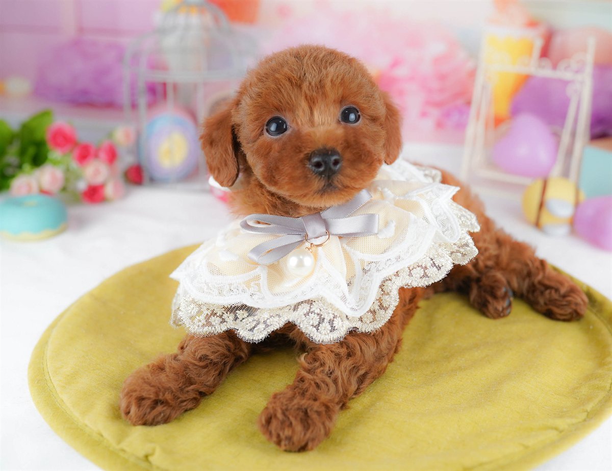 トイ・プードル | 男の子 | レッド | 2026年2月23日（ID:dog-10007624）