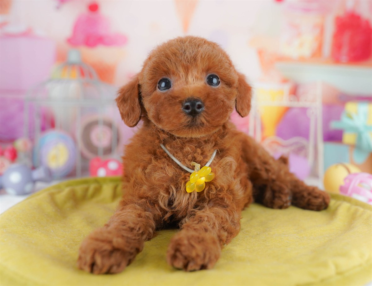 トイ・プードル | 男の子 | レッド | 2026年2月23日（ID:dog-10007624）