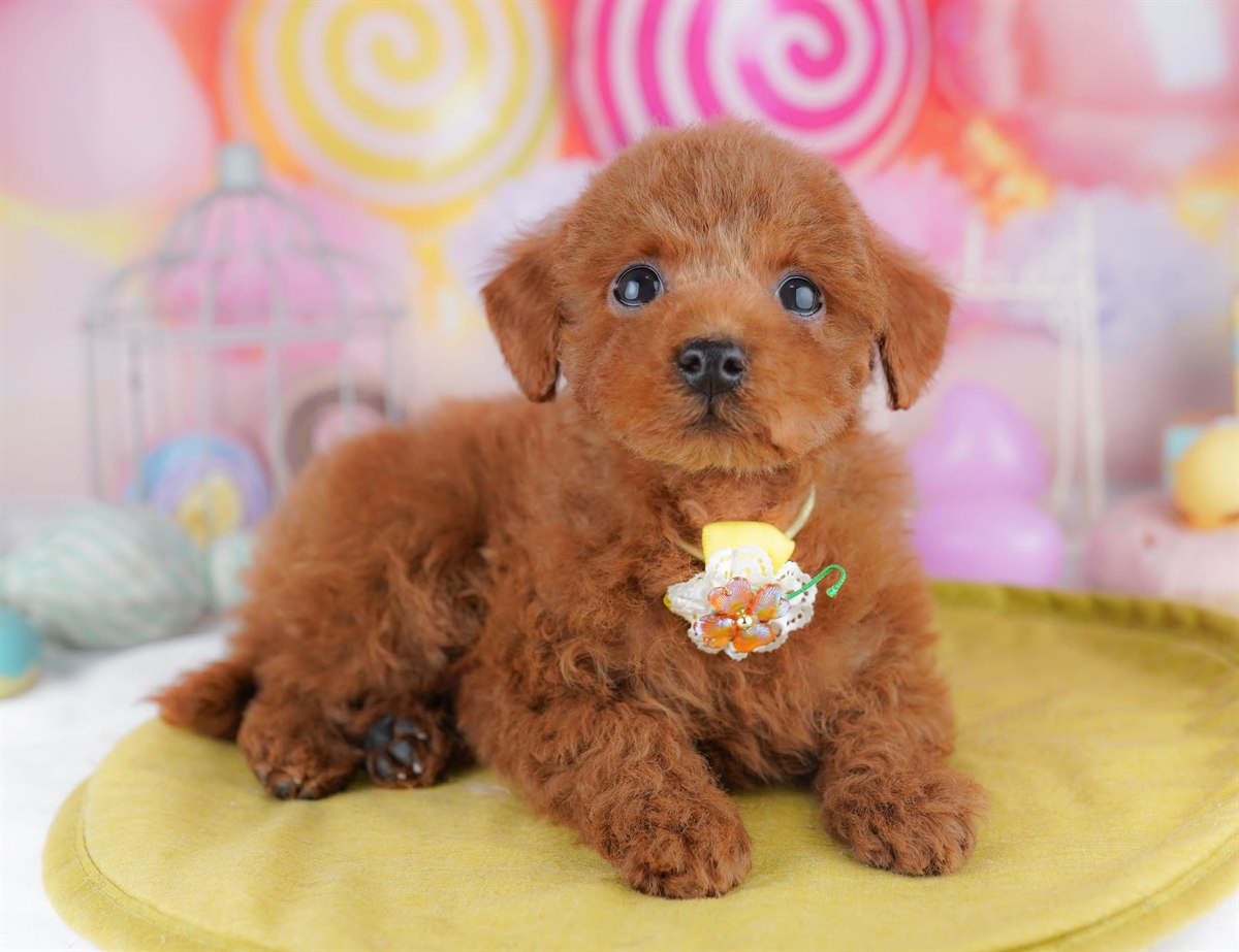 トイ・プードル | 男の子 | レッド | 2026年2月23日（ID:dog-10007625）