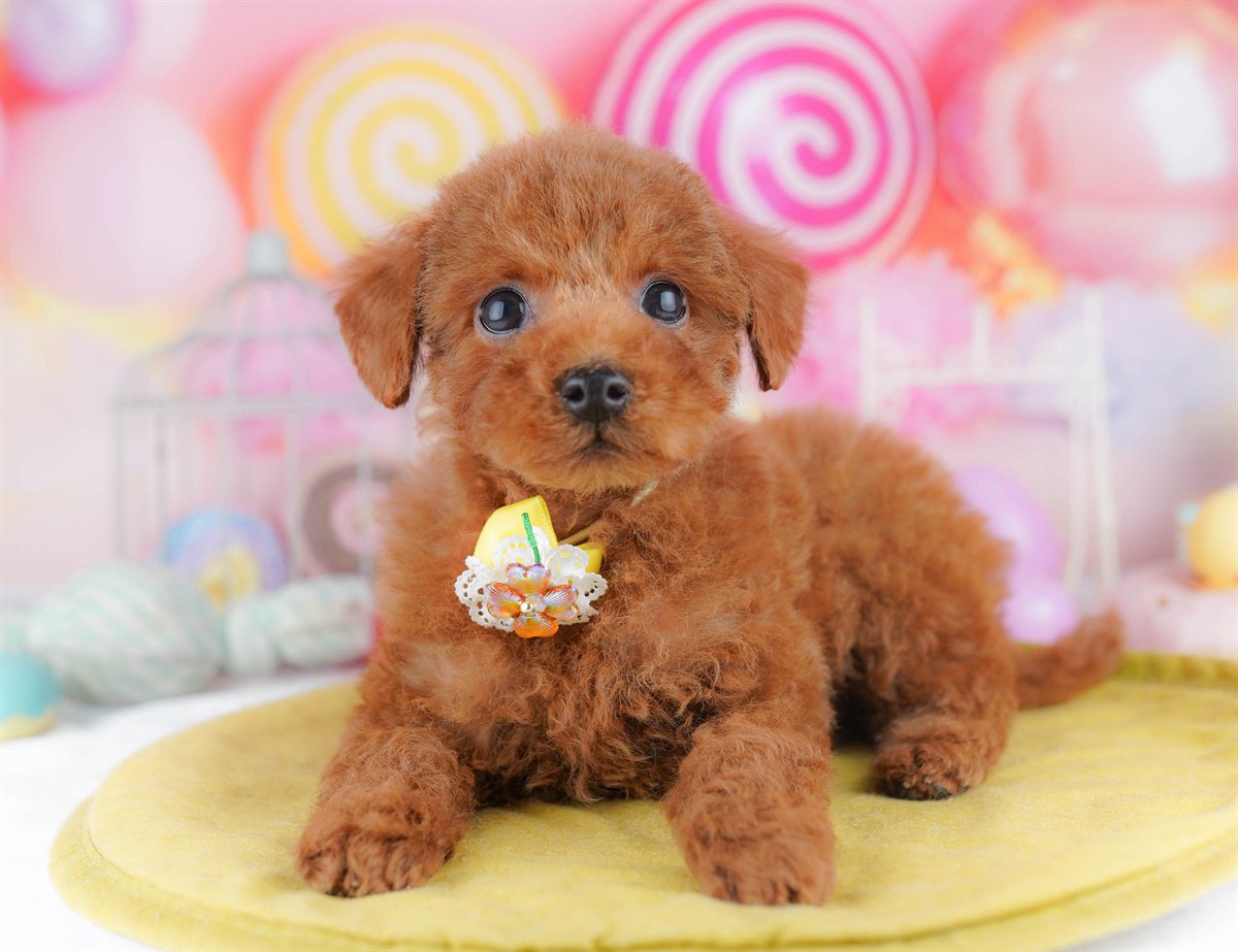 トイ・プードル | 男の子 | レッド | 2026年2月23日（ID:dog-10007625）