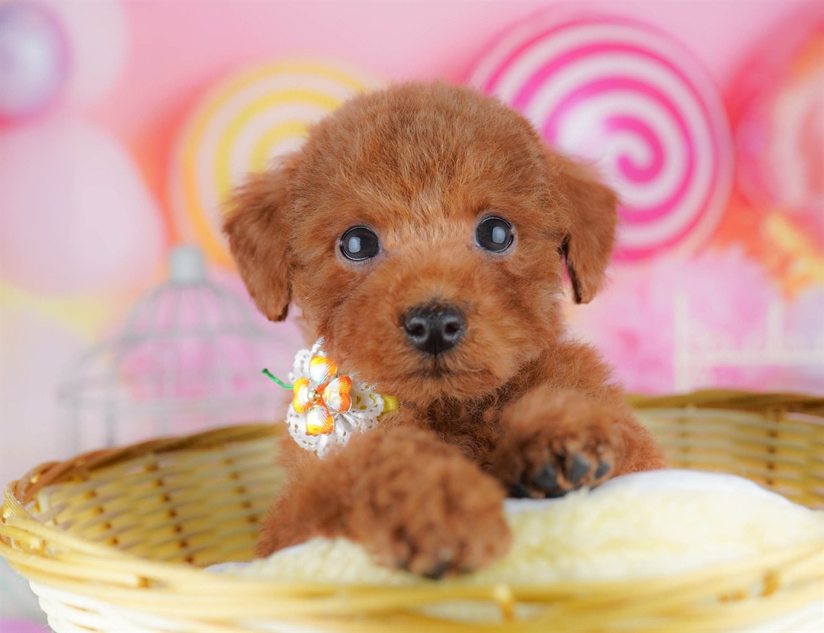 トイ・プードル | 男の子 | レッド | 2026年2月23日（ID:dog-10007625）