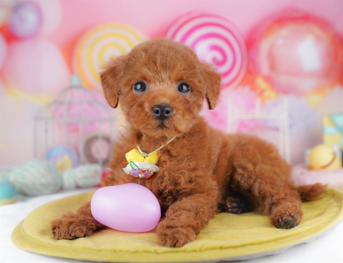 トイ・プードル | 男の子 | レッド | 2026年2月23日（ID:dog-10007625）