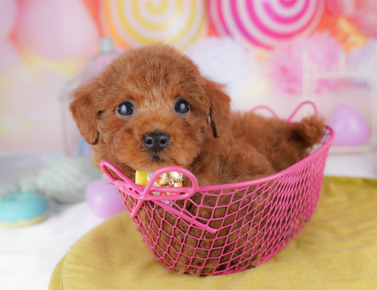 トイ・プードル | 男の子 | レッド | 2026年2月23日（ID:dog-10007625）