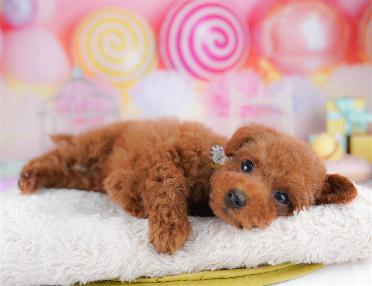 トイ・プードル | 男の子 | レッド | 2026年2月23日（ID:dog-10007625）