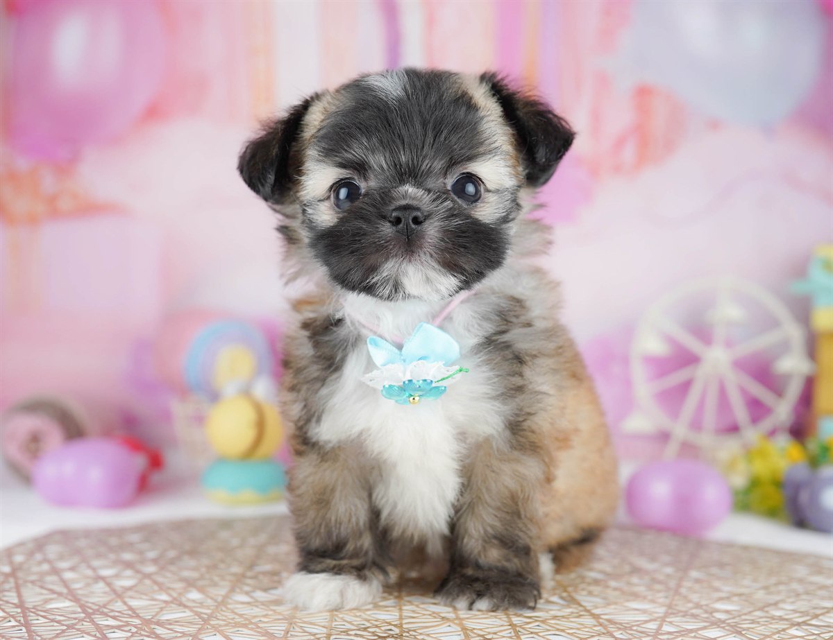 チーズー | 男の子 | フォーン | 2026年2月24日（ID:dog-10007626）