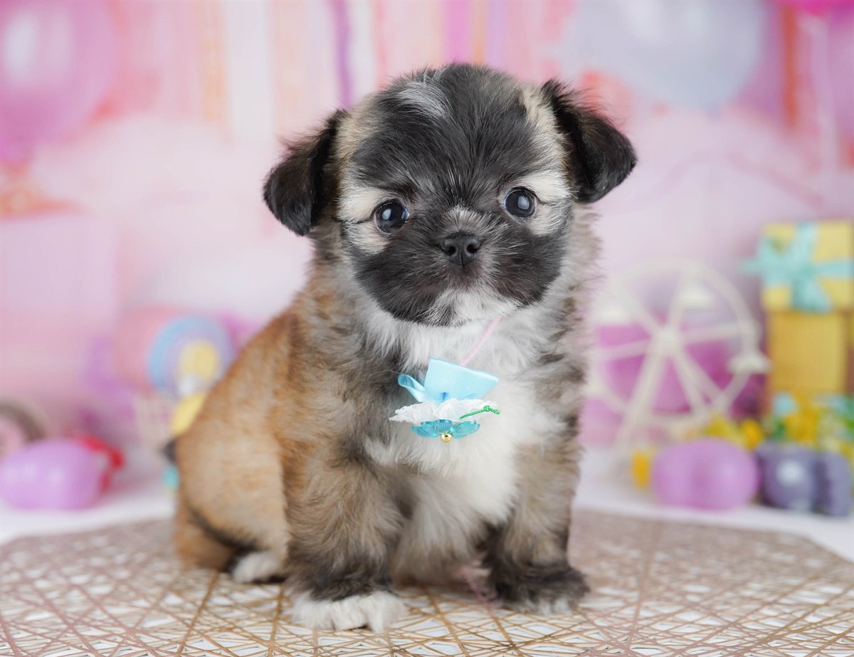 チーズー | 男の子 | フォーン | 2026年2月24日（ID:dog-10007626）