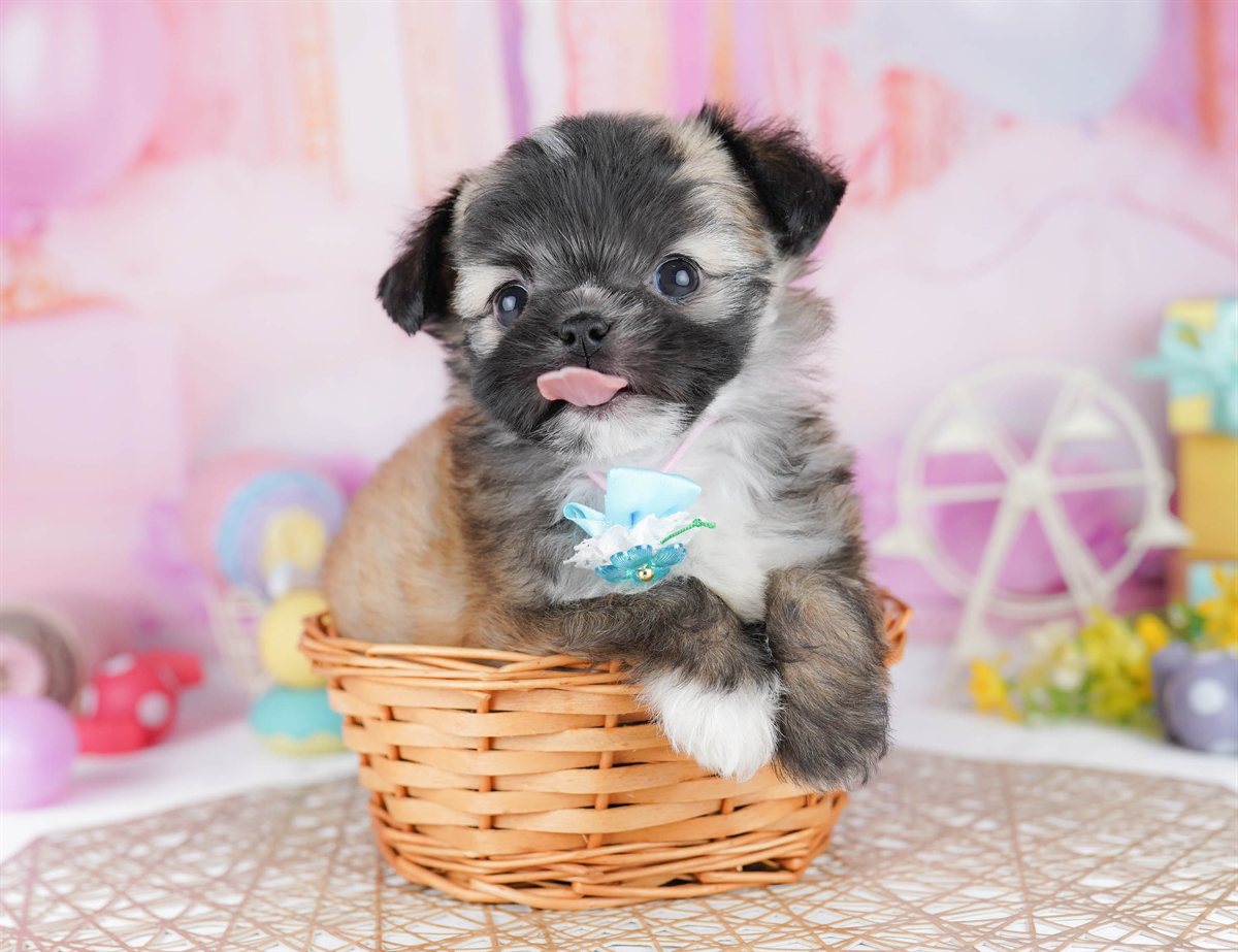 チーズー | 男の子 | フォーン | 2026年2月24日（ID:dog-10007626）