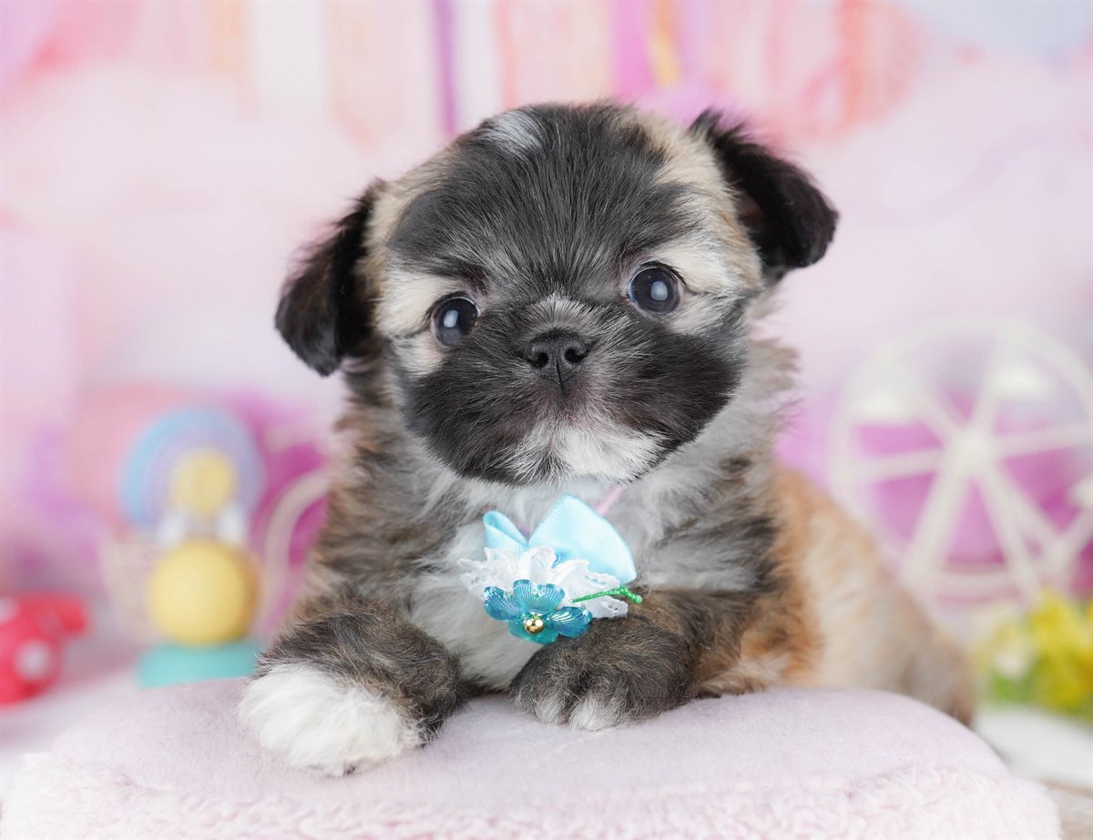 チーズー | 男の子 | フォーン | 2026年2月24日（ID:dog-10007626）