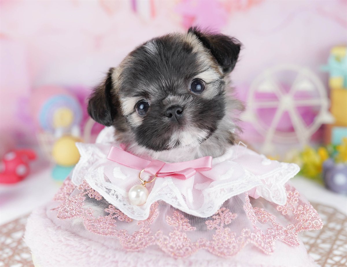 チーズー | 男の子 | フォーン | 2026年2月24日（ID:dog-10007626）