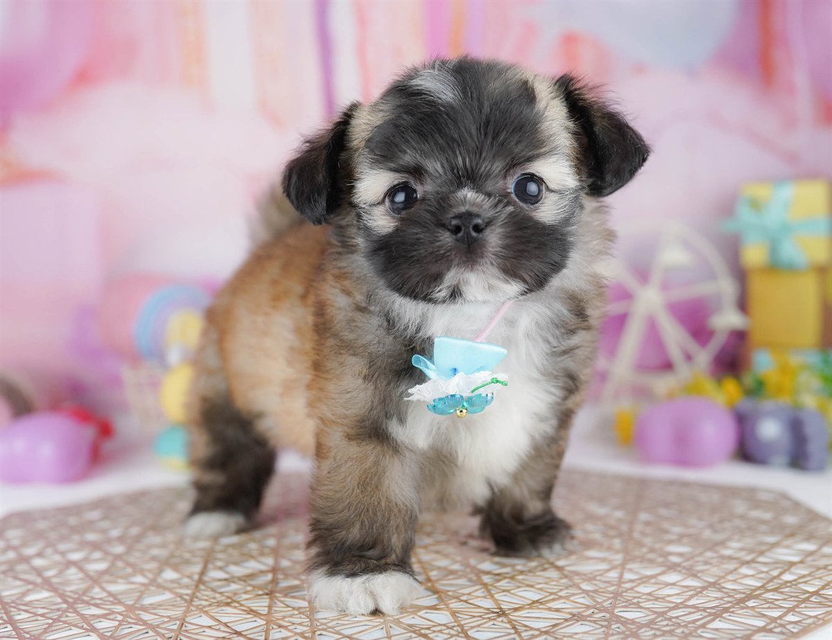 チーズー | 男の子 | フォーン | 2026年2月24日（ID:dog-10007626）