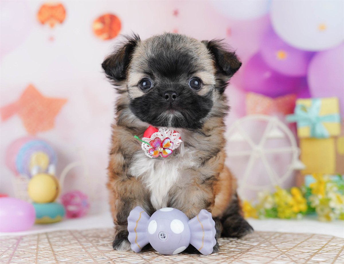 チーズー | 男の子 | フォーン | 2026年2月24日（ID:dog-10007627）