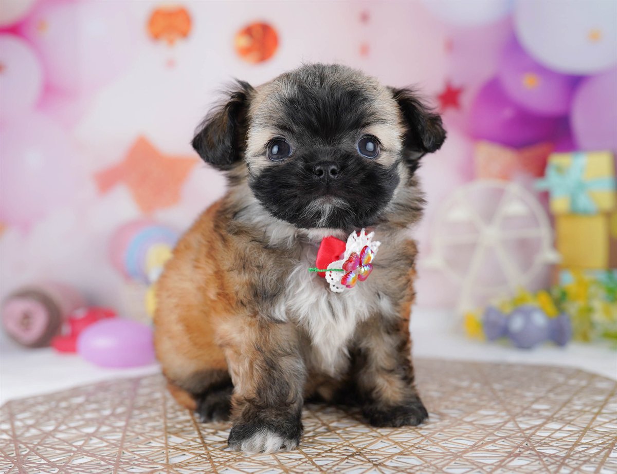 チーズー | 男の子 | フォーン | 2026年2月24日（ID:dog-10007627）