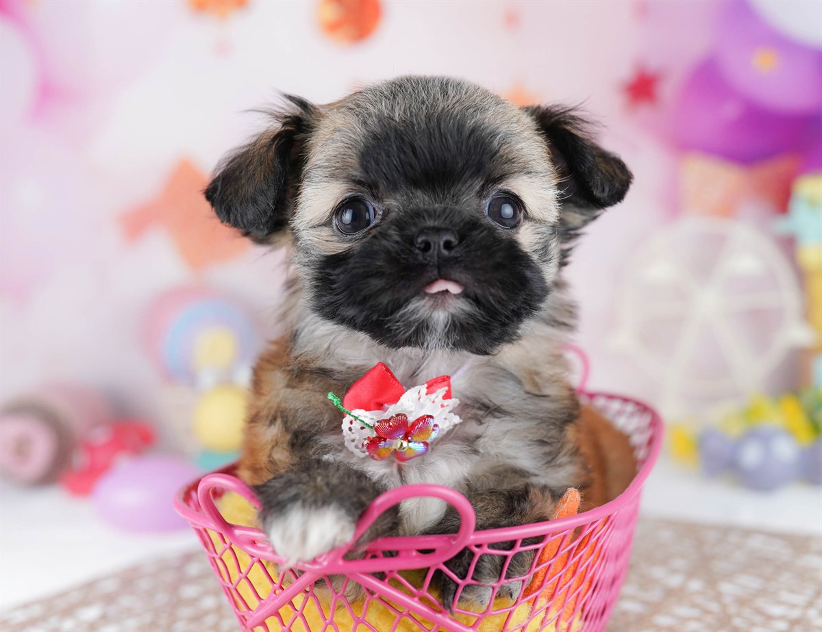 チーズー | 男の子 | フォーン | 2026年2月24日（ID:dog-10007627）