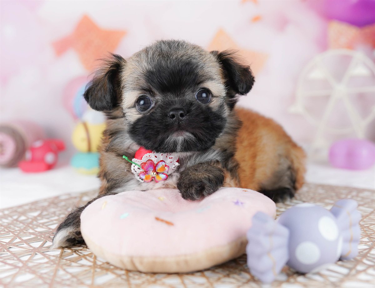 チーズー | 男の子 | フォーン | 2026年2月24日（ID:dog-10007627）