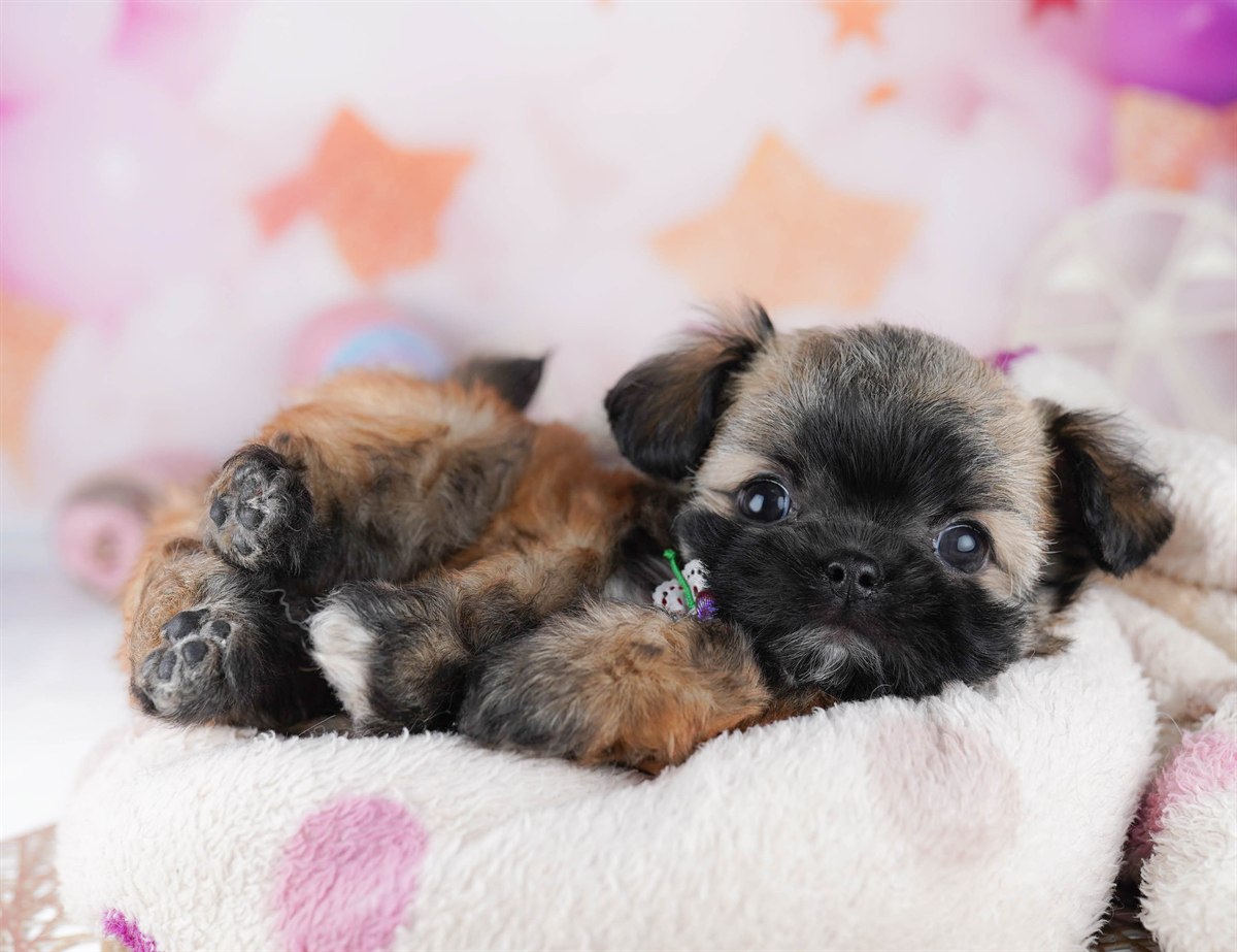 チーズー | 男の子 | フォーン | 2026年2月24日（ID:dog-10007627）