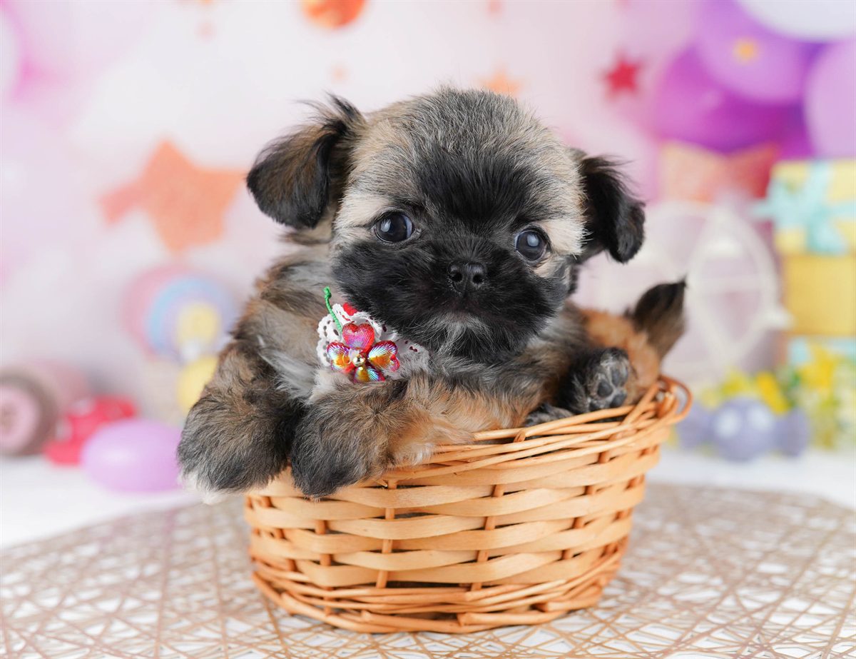 チーズー | 男の子 | フォーン | 2026年2月24日（ID:dog-10007627）