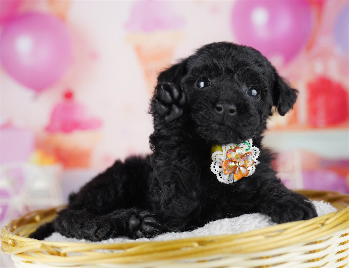 トイ・プードル | 女の子 | ブラック | 2026年2月24日（ID:dog-10007628）