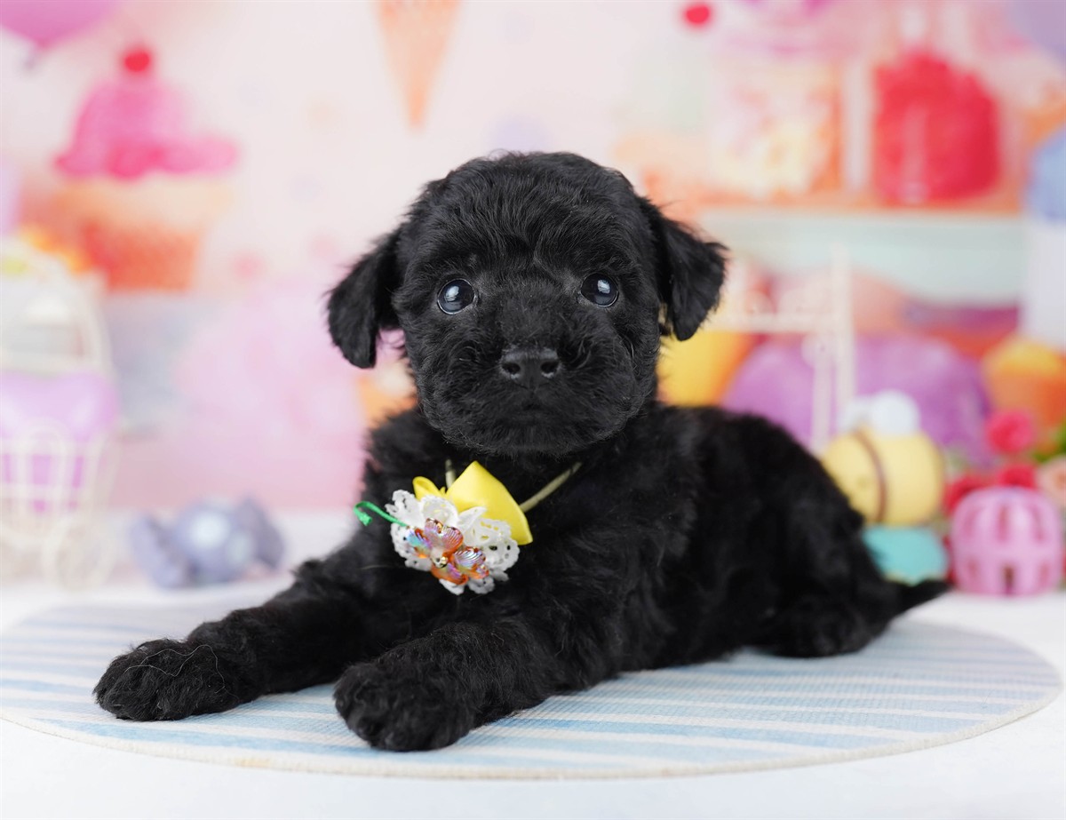 トイ・プードル | 女の子 | ブラック | 2026年2月24日（ID:dog-10007628）