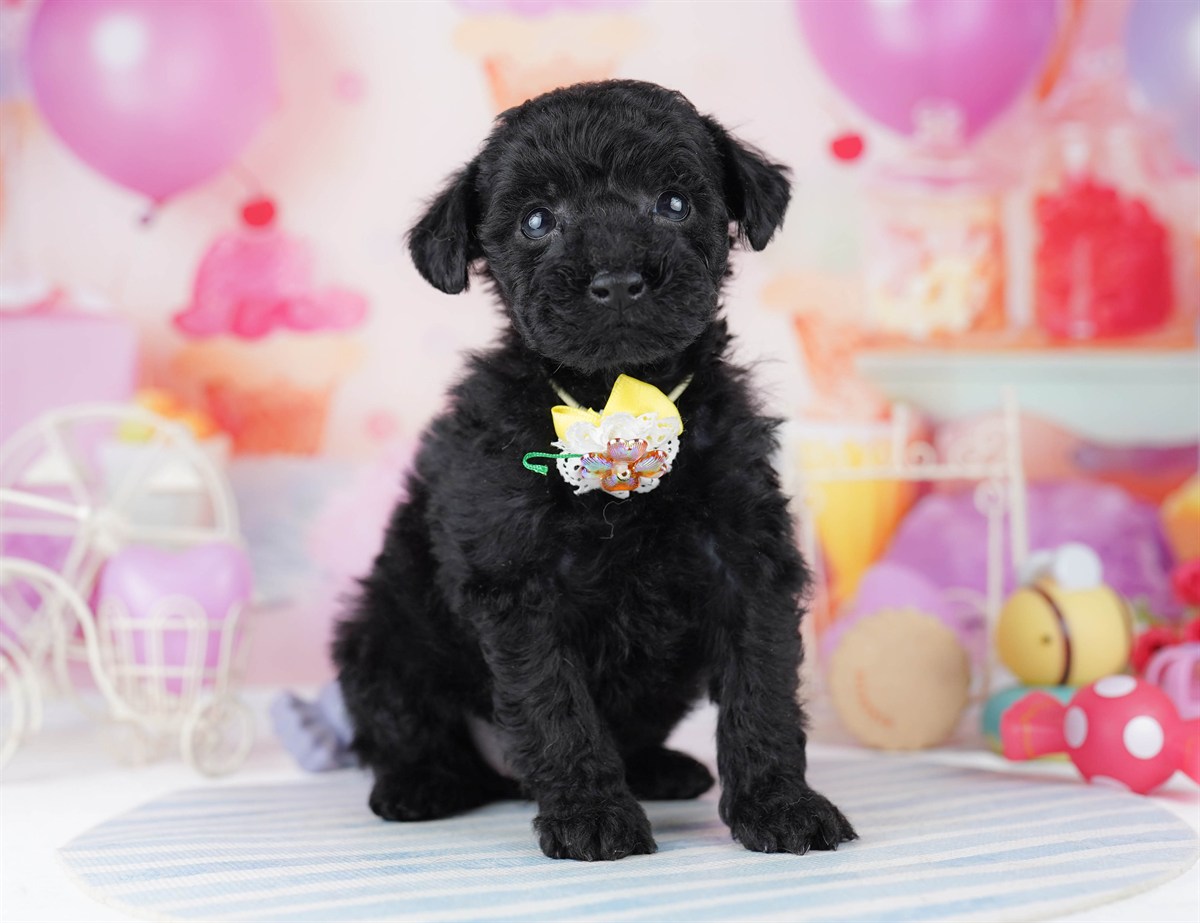 トイ・プードル | 女の子 | ブラック | 2026年2月24日（ID:dog-10007628）