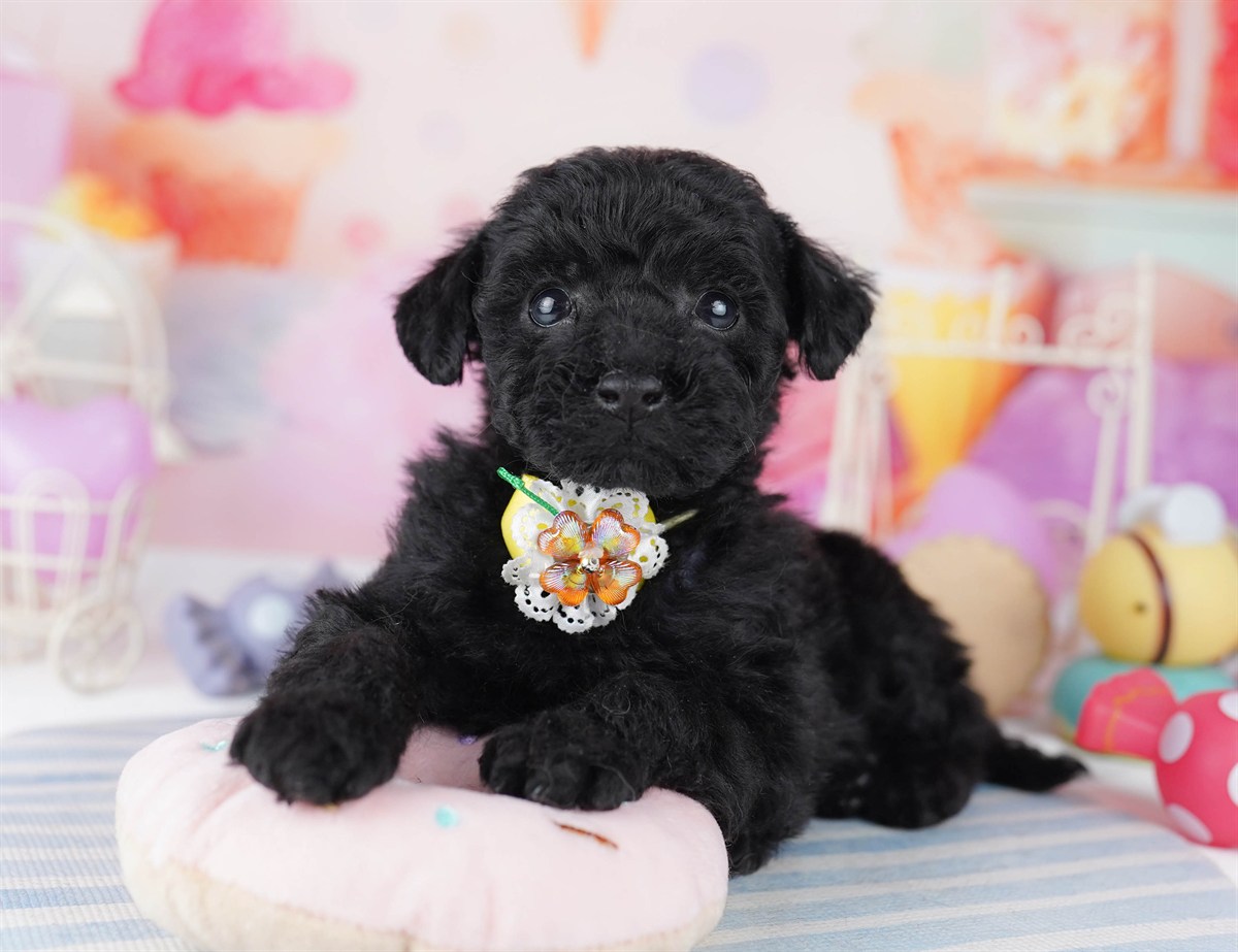 トイ・プードル | 女の子 | ブラック | 2026年2月24日（ID:dog-10007628）