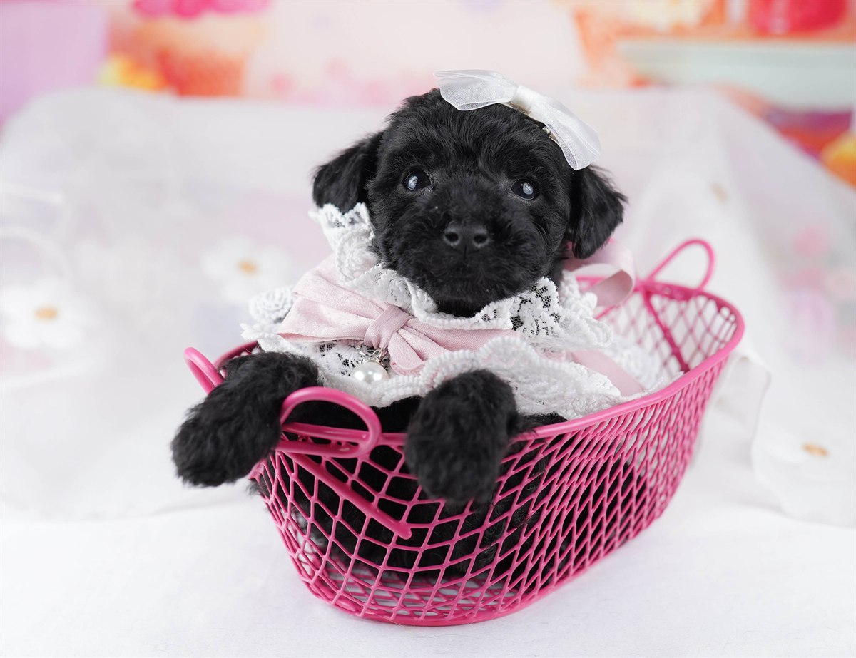 トイ・プードル | 女の子 | ブラック | 2026年2月24日（ID:dog-10007628）