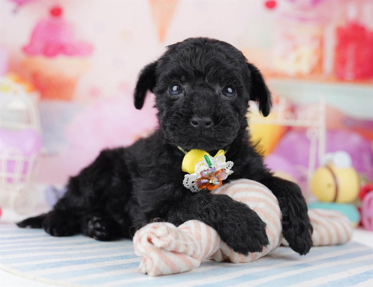 トイ・プードル | 女の子 | ブラック | 2026年2月24日（ID:dog-10007628）