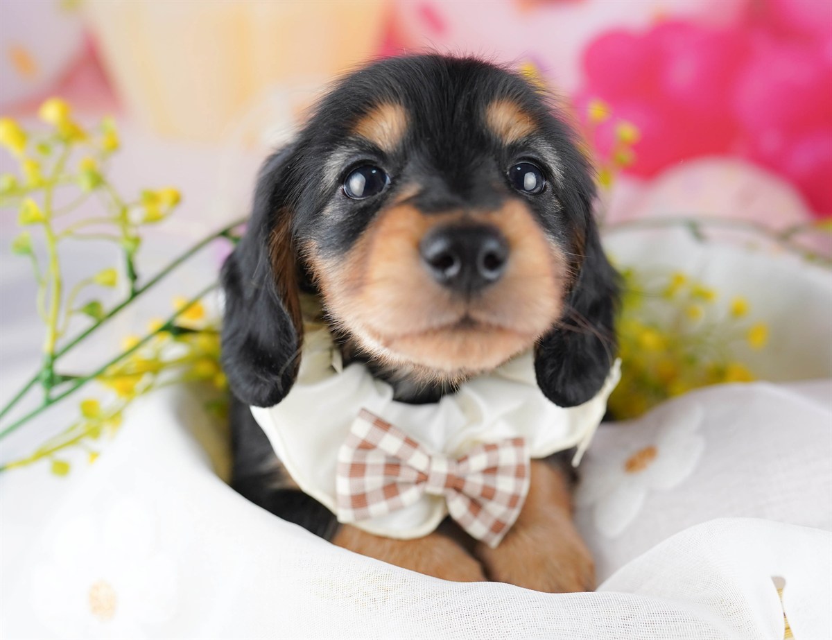 ミニチュア・ダックスフンド(ロング) | 男の子 | ブラック＆タン | 2026年2月25日（ID:dog-10007633）