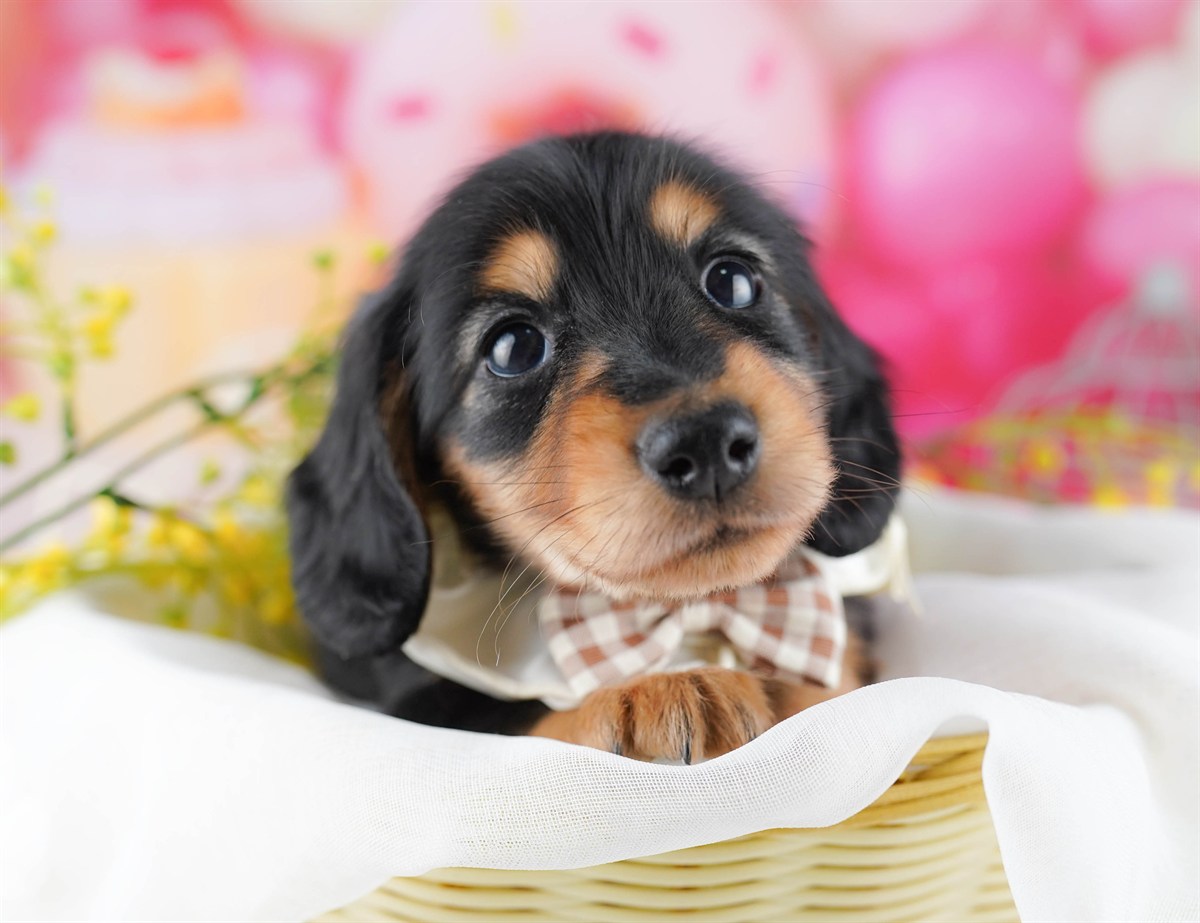 ミニチュア・ダックスフンド(ロング) | 男の子 | ブラック＆タン | 2026年2月25日（ID:dog-10007633）