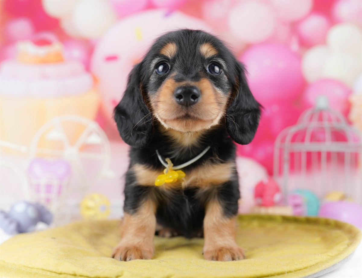 ミニチュア・ダックスフンド(ロング) | 男の子 | ブラック＆タン | 2026年2月25日（ID:dog-10007633）