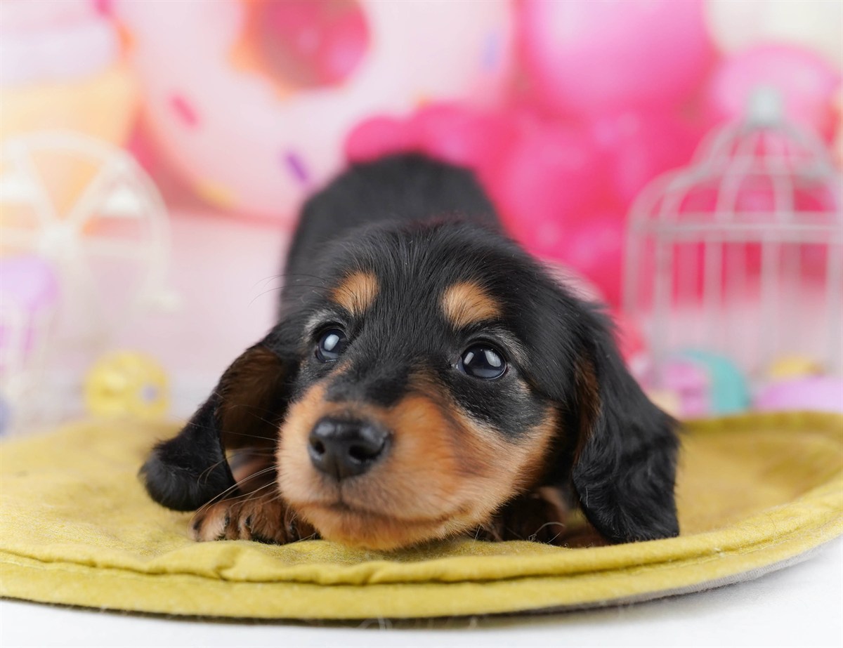 ミニチュア・ダックスフンド(ロング) | 男の子 | ブラック＆タン | 2026年2月25日（ID:dog-10007633）