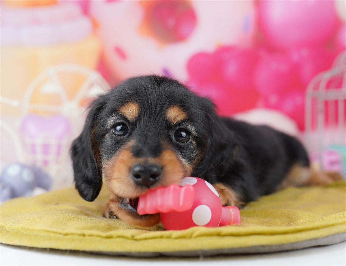 ミニチュア・ダックスフンド(ロング) | 男の子 | ブラック＆タン | 2026年2月25日（ID:dog-10007633）