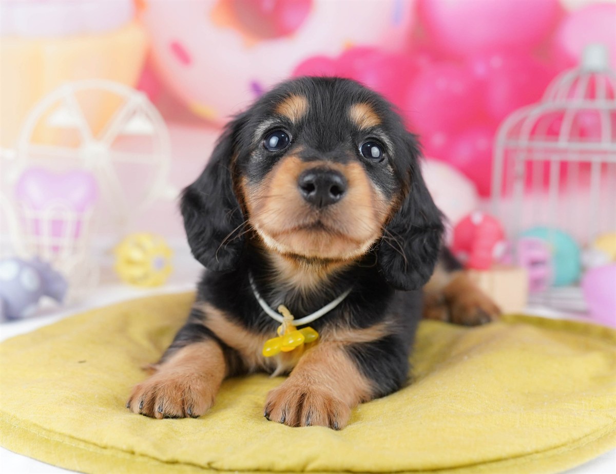 ミニチュア・ダックスフンド(ロング) | 男の子 | ブラック＆タン | 2026年2月25日（ID:dog-10007633）