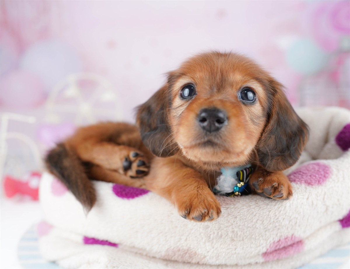 ミニチュア・ダックスフンド(ロング) | 女の子 | レッド | 2026年2月25日（ID:dog-10007634）