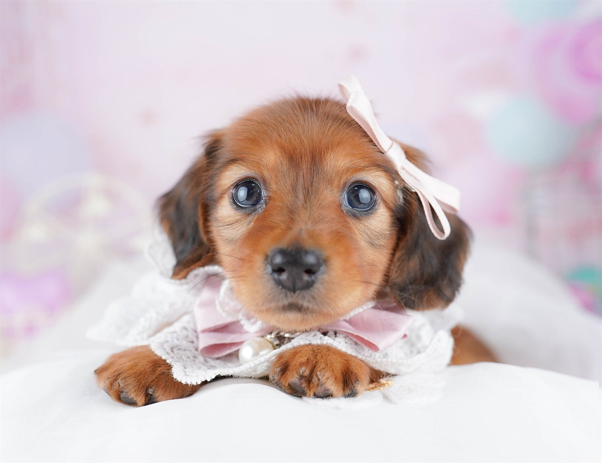 ミニチュア・ダックスフンド(ロング) | 女の子 | レッド | 2026年2月25日（ID:dog-10007634）