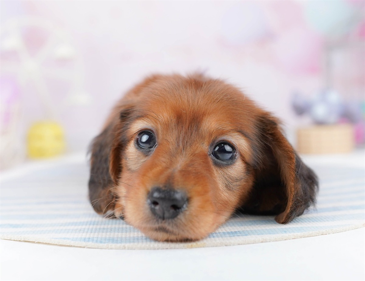 ミニチュア・ダックスフンド(ロング) | 女の子 | レッド | 2026年2月25日（ID:dog-10007634）