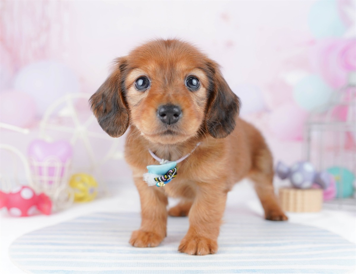 ミニチュア・ダックスフンド(ロング) | 女の子 | レッド | 2026年2月25日（ID:dog-10007634）