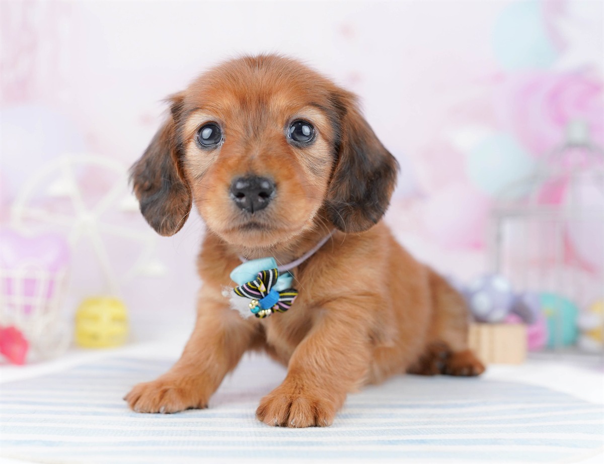 ミニチュア・ダックスフンド(ロング) | 女の子 | レッド | 2026年2月25日（ID:dog-10007634）