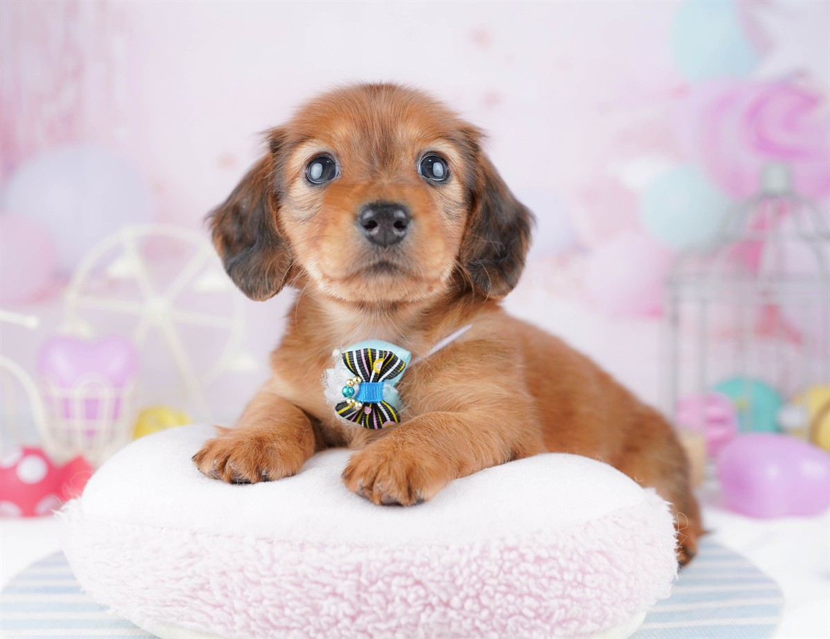 ミニチュア・ダックスフンド(ロング) | 女の子 | レッド | 2026年2月25日（ID:dog-10007634）