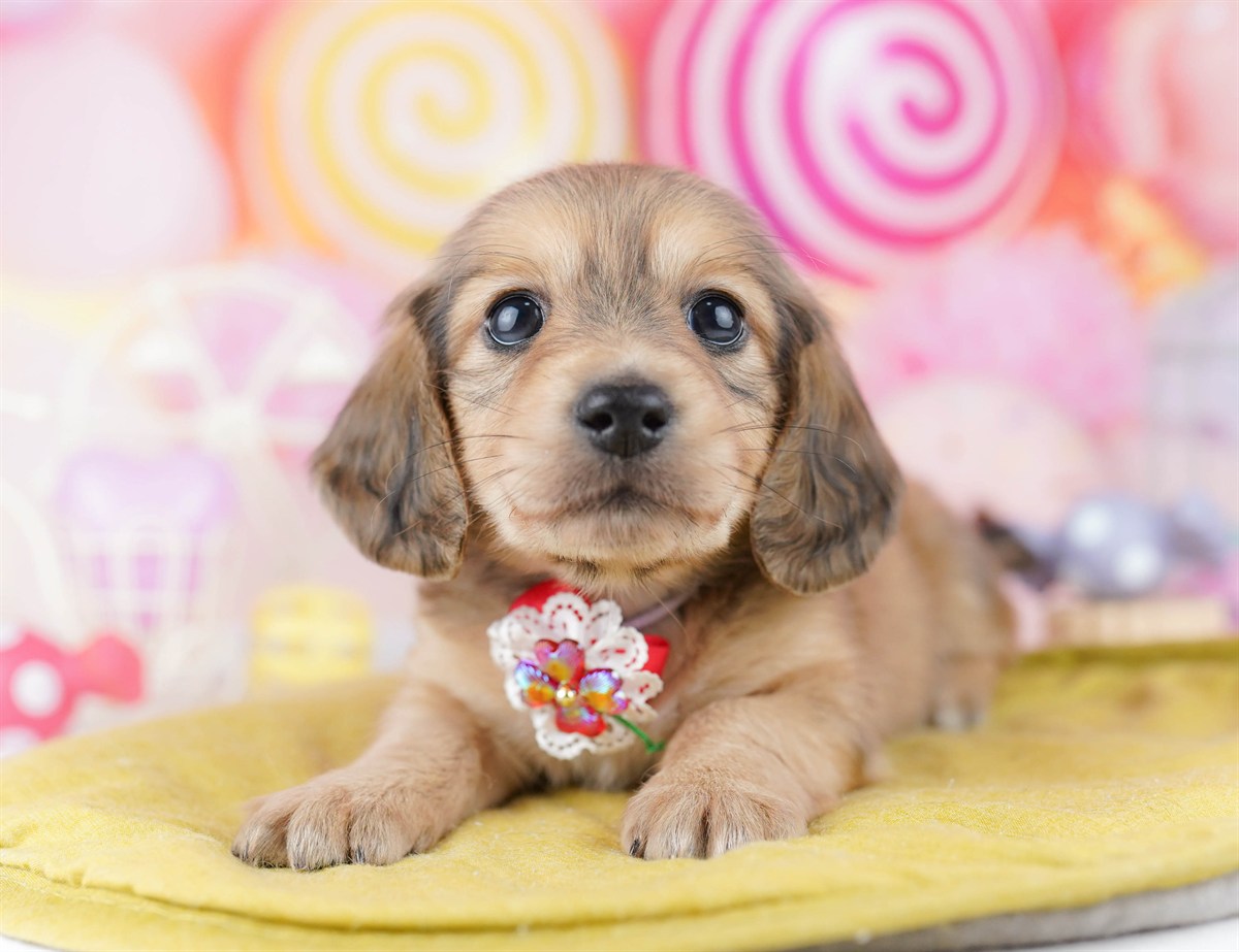 ミニチュア・ダックスフンド(ロング) | 男の子 | シェーデッドイエロー | 2026年2月25日（ID:dog-10007635）