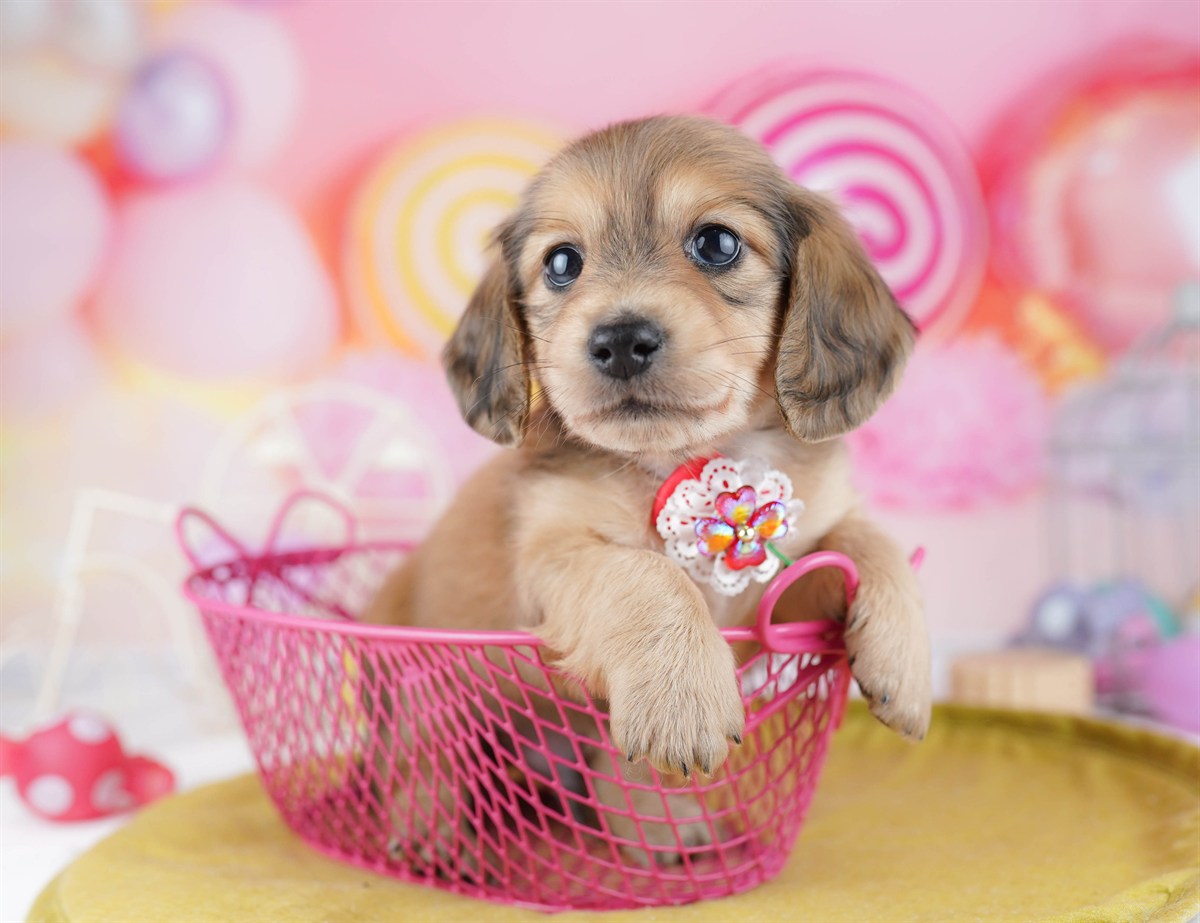 ミニチュア・ダックスフンド(ロング) | 男の子 | シェーデッドイエロー | 2026年2月25日（ID:dog-10007635）