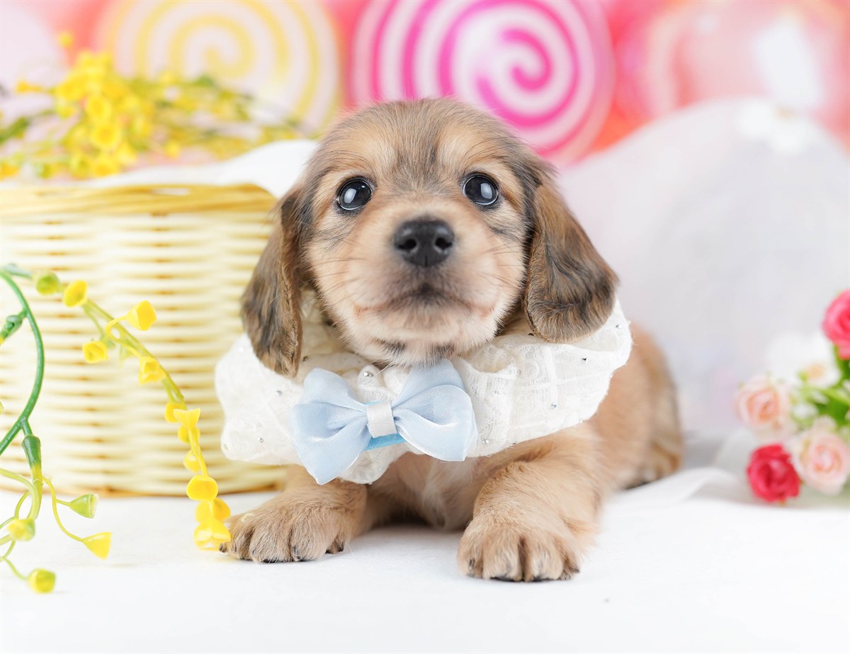 ミニチュア・ダックスフンド(ロング) | 男の子 | シェーデッドイエロー | 2026年2月25日（ID:dog-10007635）