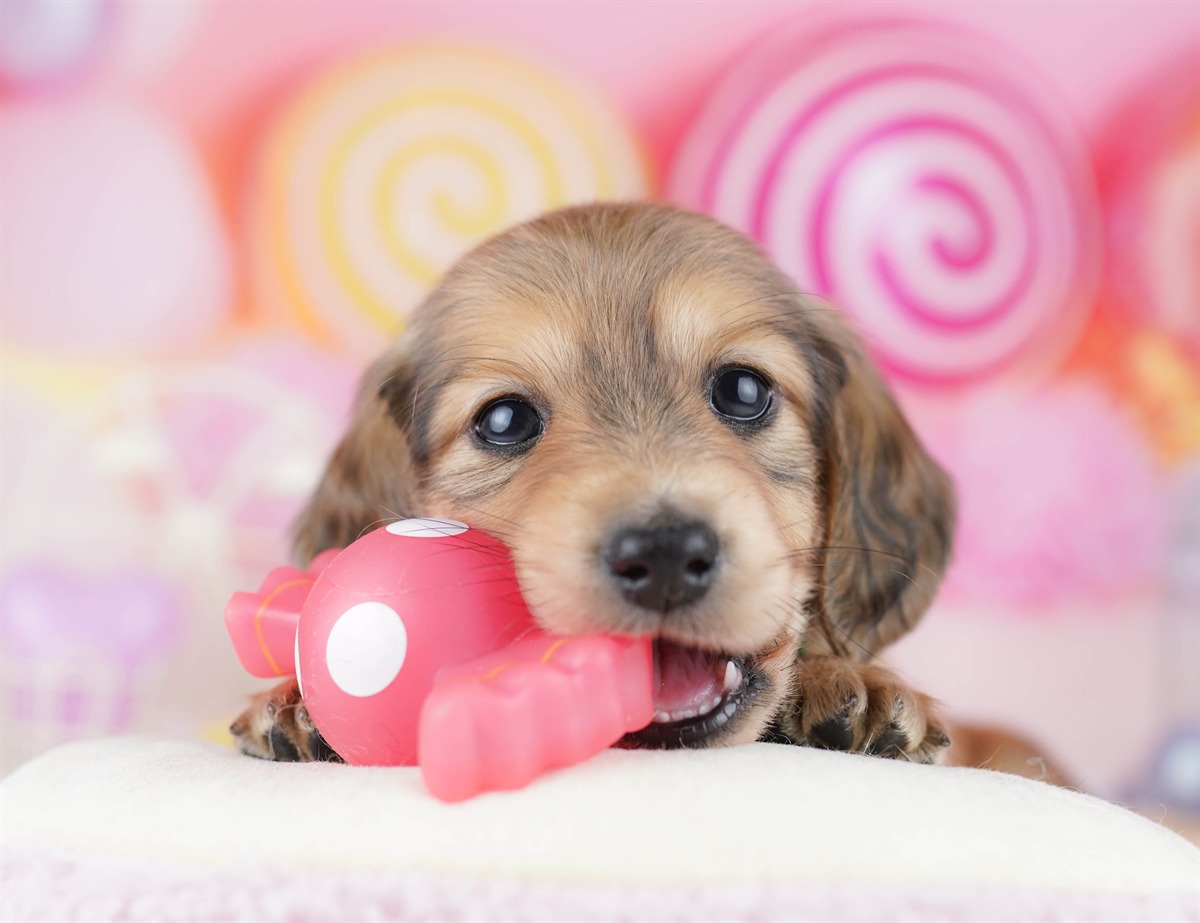 ミニチュア・ダックスフンド(ロング) | 男の子 | シェーデッドイエロー | 2026年2月25日（ID:dog-10007635）