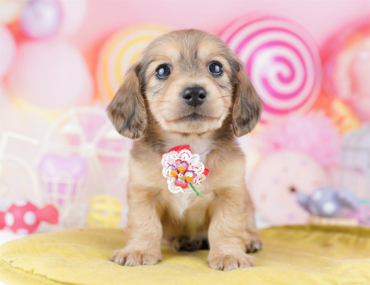 ミニチュア・ダックスフンド(ロング) | 男の子 | シェーデッドイエロー | 2026年2月25日（ID:dog-10007635）