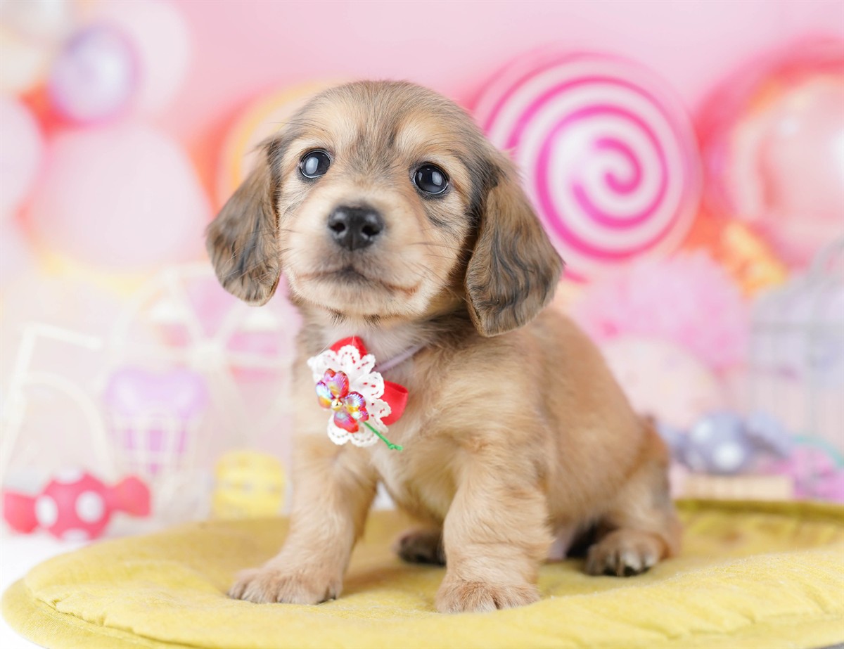 ミニチュア・ダックスフンド(ロング) | 男の子 | シェーデッドイエロー | 2026年2月25日（ID:dog-10007635）