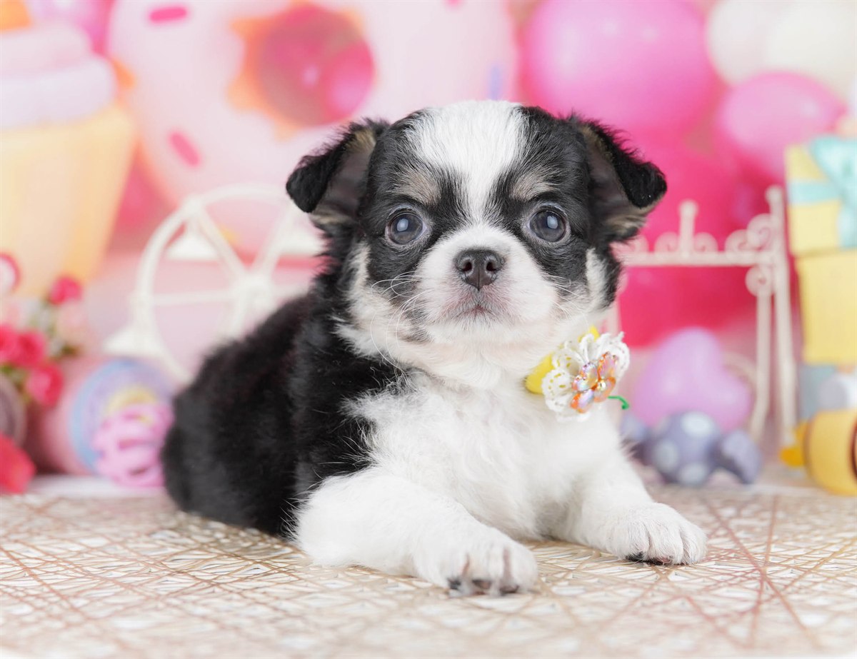 チワワ(ロング) | 男の子 | ブラックタン＆ホワイト | 2026年2月27日（ID:dog-10007636）