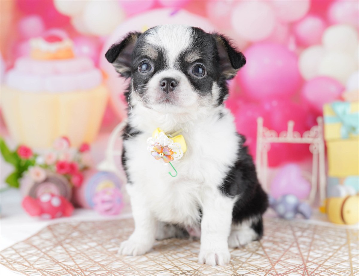 チワワ(ロング) | 男の子 | ブラックタン＆ホワイト | 2026年2月27日（ID:dog-10007636）