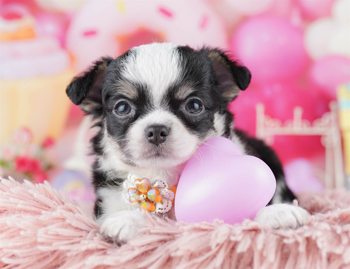 チワワ(ロング) | 男の子 | ブラックタン＆ホワイト | 2026年2月27日（ID:dog-10007636）